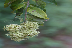 Calycopteris floribunda